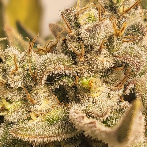 Afghani #1 Automatic growlog timeline photo