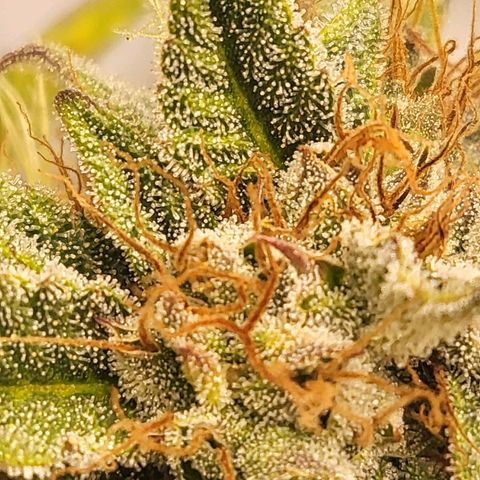 Afghani #1 Automatic growlog timeline photo