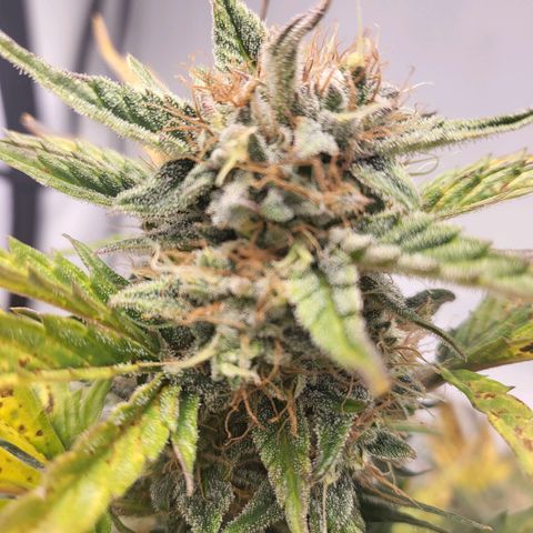 Afghani #1 Automatic growlog timeline photo