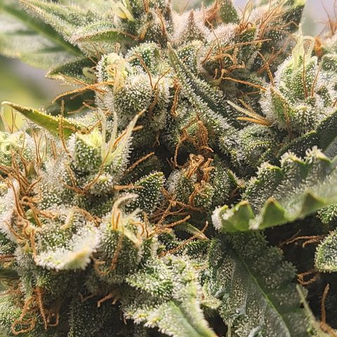 Afghani #1 Automatic growlog timeline photo