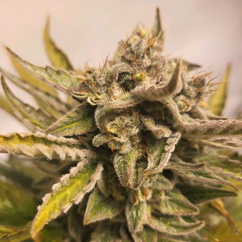 Afghani #1 Automatic growlog timeline photo