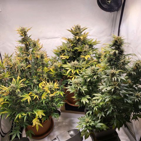 Afghani #1 Automatic growlog timeline photo