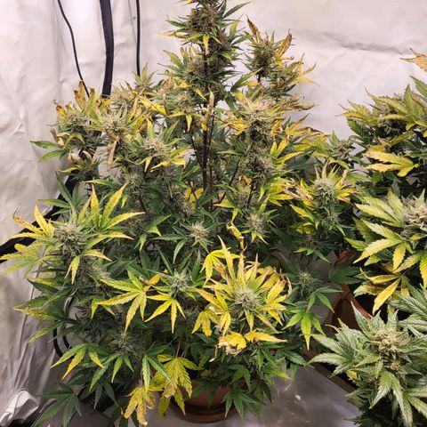 Afghani #1 Automatic growlog timeline photo