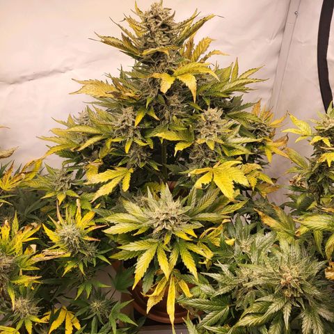 Afghani #1 Automatic growlog timeline photo