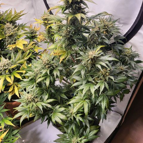 Afghani #1 Automatic growlog timeline photo