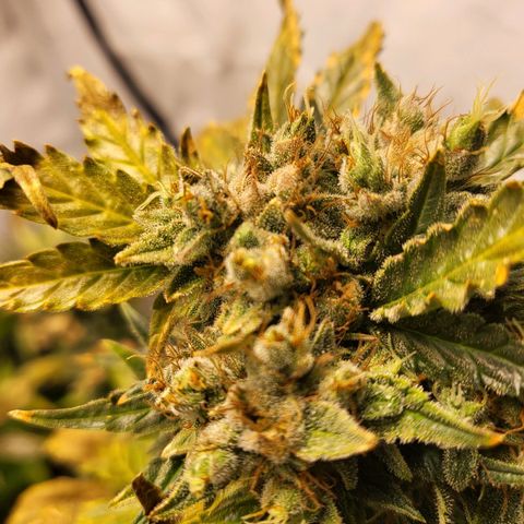 Afghani #1 Automatic growlog timeline photo
