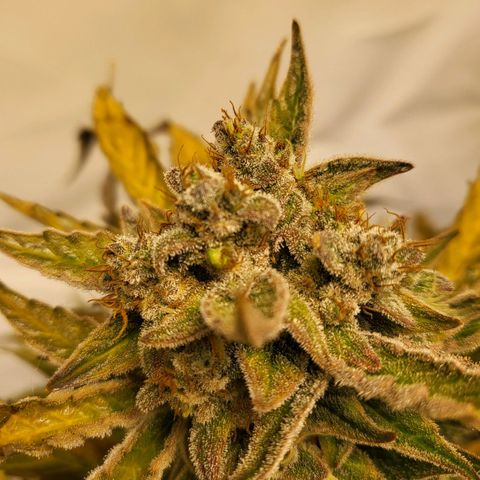 Afghani #1 Automatic growlog timeline photo