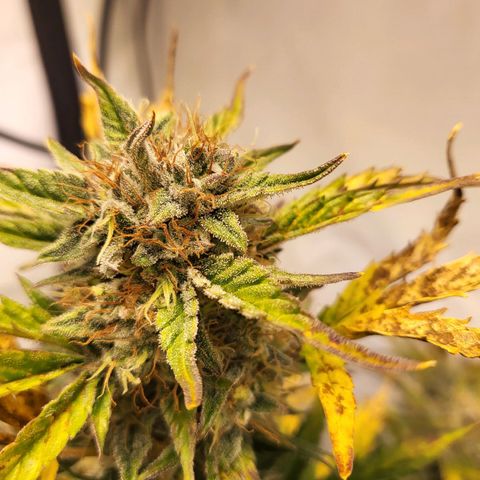 Afghani #1 Automatic growlog timeline photo
