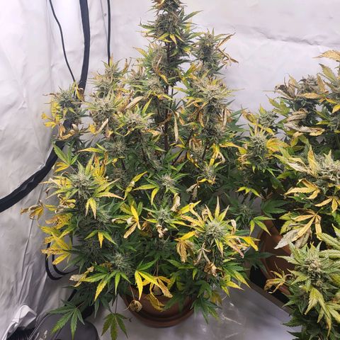 Afghani #1 Automatic growlog timeline photo