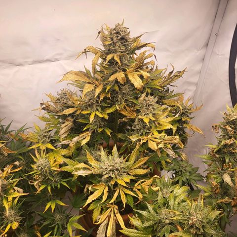 Afghani #1 Automatic growlog timeline photo