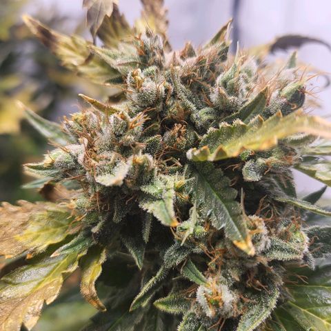 Afghani #1 Automatic growlog timeline photo
