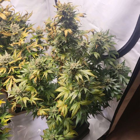 Afghani #1 Automatic growlog timeline photo