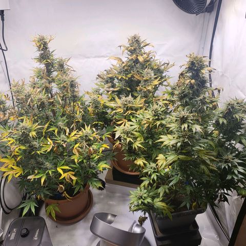 Afghani #1 Automatic growlog timeline photo