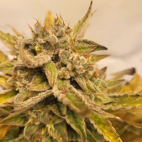 Afghani #1 Automatic growlog timeline photo