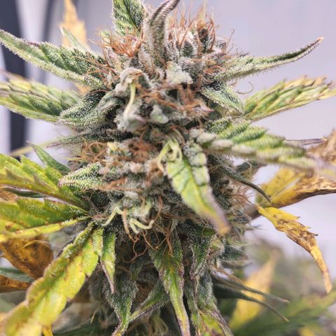 Afghani #1 Automatic growlog timeline photo
