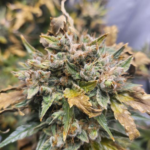 Afghani #1 Automatic growlog timeline photo
