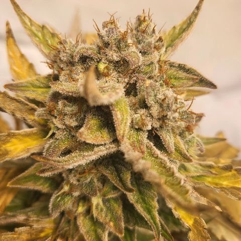 Afghani #1 Automatic growlog timeline photo