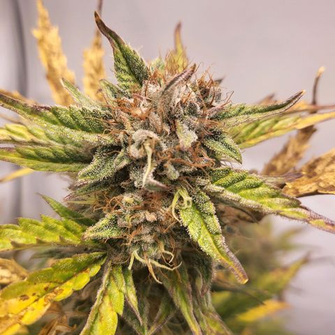 Afghani #1 Automatic growlog timeline photo