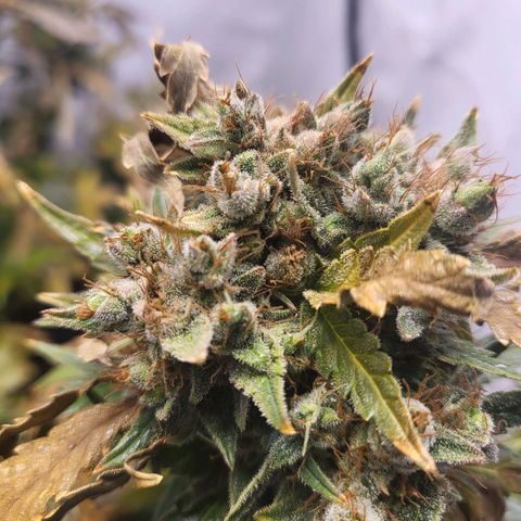 Afghani #1 Automatic growlog timeline photo