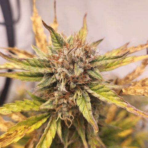 Afghani #1 Automatic growlog timeline photo