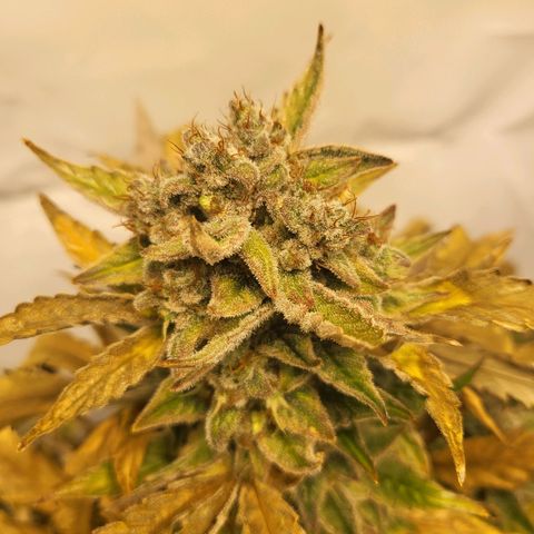 Afghani #1 Automatic growlog timeline photo
