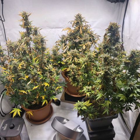 Afghani #1 Automatic growlog timeline photo