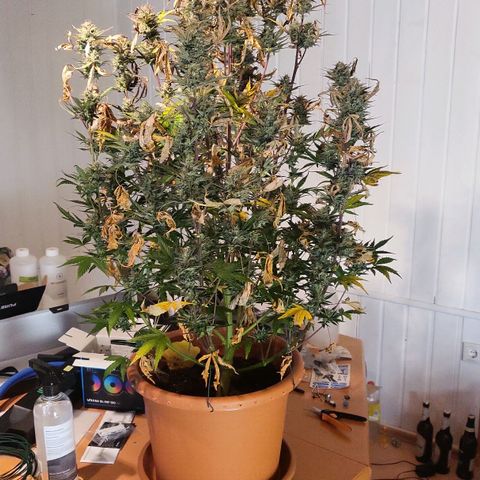 Afghani #1 Automatic growlog timeline photo