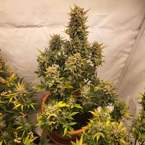 Afghani #1 Automatic growlog timeline photo