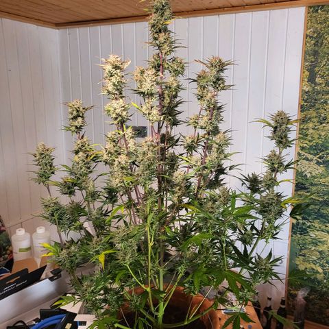 Afghani #1 Automatic growlog timeline photo