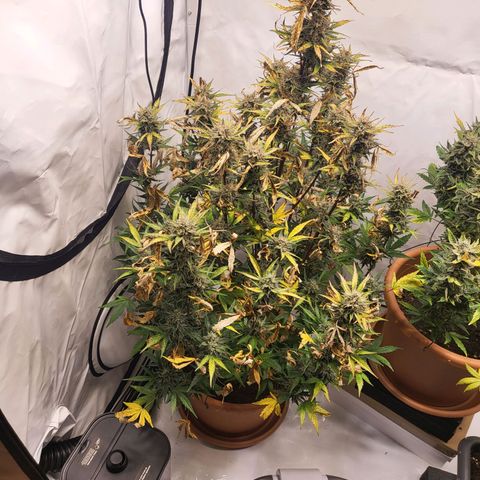 Afghani #1 Automatic growlog timeline photo