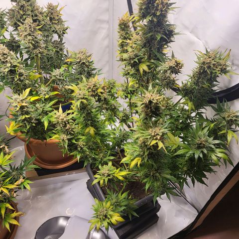 Afghani #1 Automatic growlog timeline photo