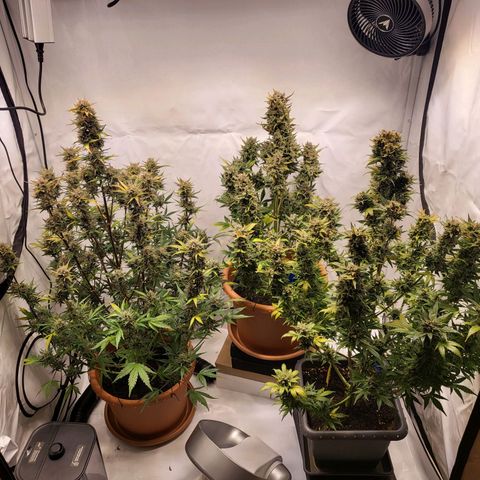 Afghani #1 Automatic growlog timeline photo