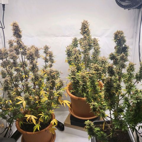 Afghani #1 Automatic growlog timeline photo