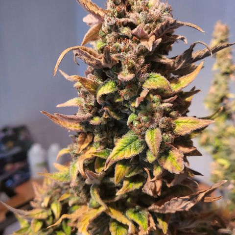 Afghani #1 Automatic growlog timeline photo