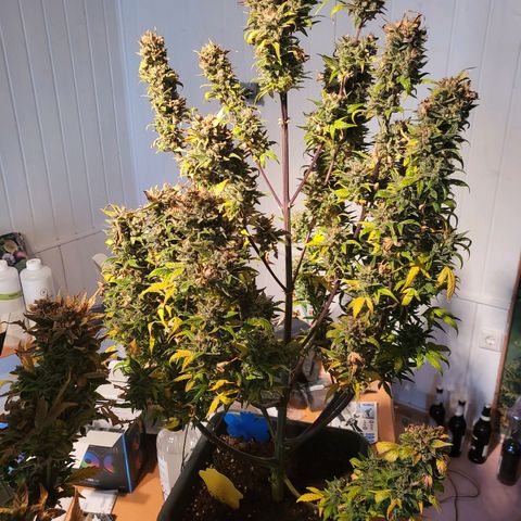 Afghani #1 Automatic growlog timeline photo