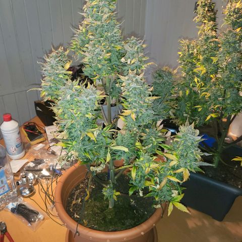 Afghani #1 Automatic growlog timeline photo