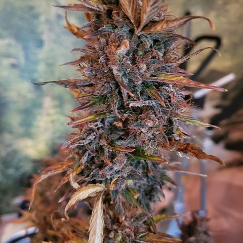 Afghani #1 Automatic growlog timeline photo