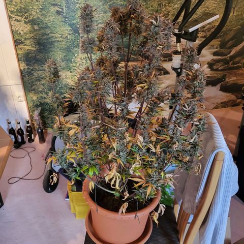 Afghani #1 Automatic growlog timeline photo