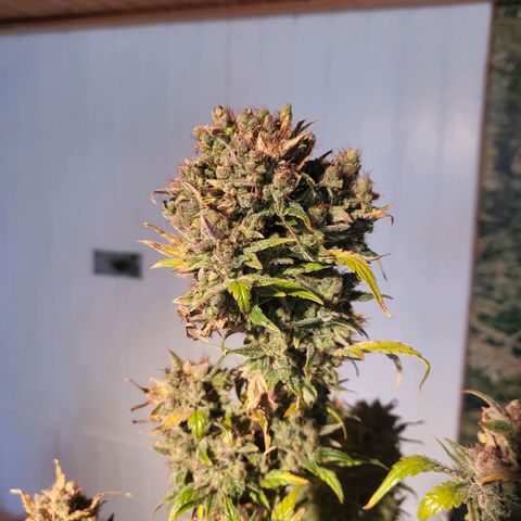 Afghani #1 Automatic growlog timeline photo