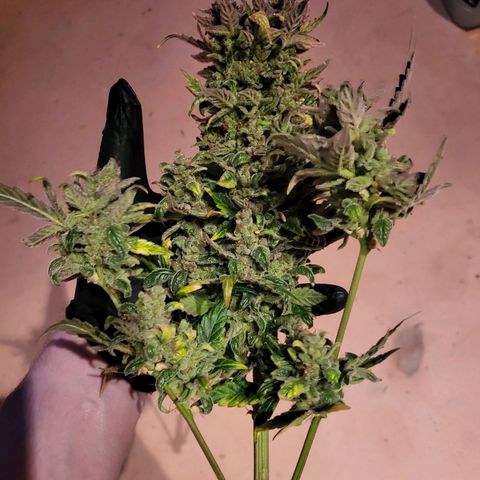 Afghani #1 Automatic growlog timeline photo
