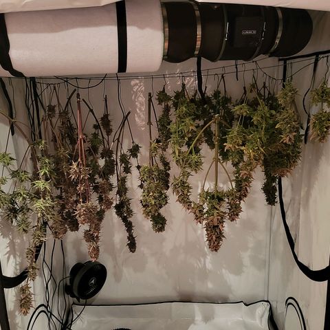 Afghani #1 Automatic growlog timeline photo