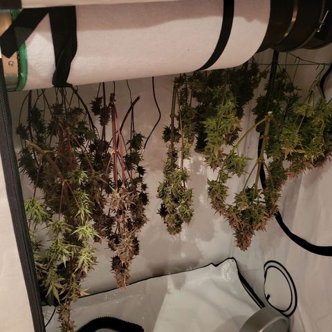 Afghani #1 Automatic growlog timeline photo