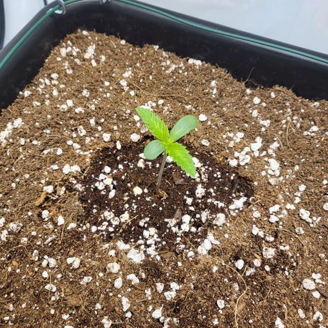 White Widow growlog timeline photo