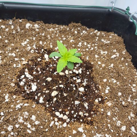Banana Kush Cake growlog timeline photo