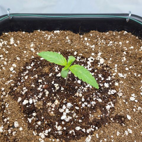 White Widow growlog timeline photo