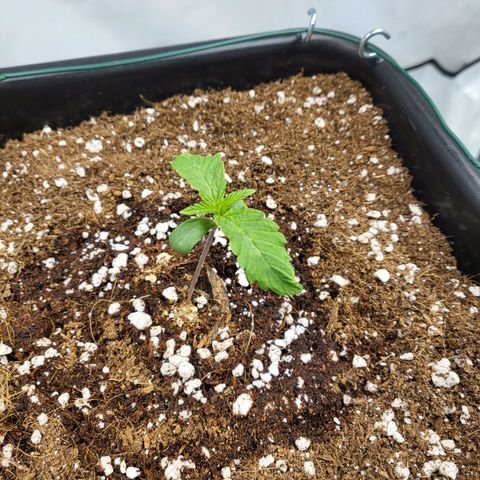 Purple Cookie Kush growlog timeline photo