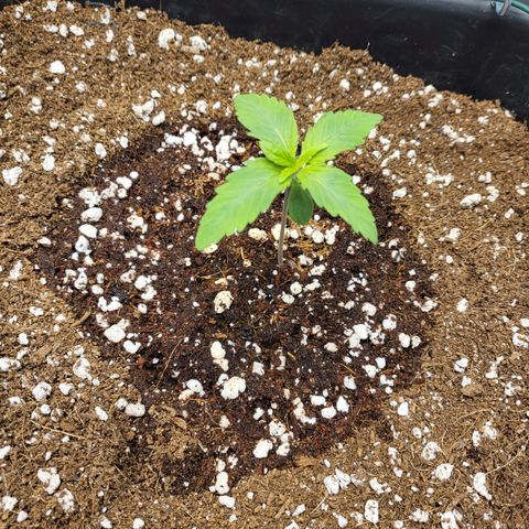 Banana Kush Cake growlog timeline photo