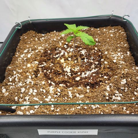 Purple Cookie Kush growlog timeline photo