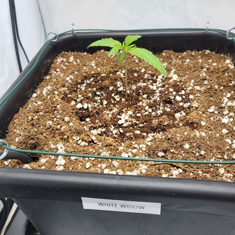 White Widow growlog timeline photo