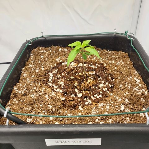 Banana Kush Cake growlog timeline photo